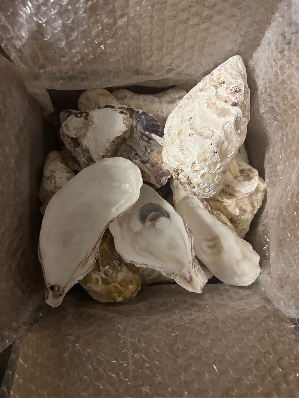 Oyster shells - Picture 2 of 2